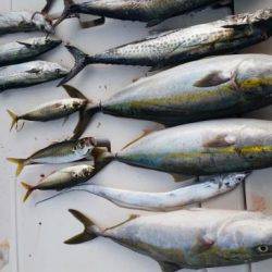 暁〜akatsuki〜 釣果