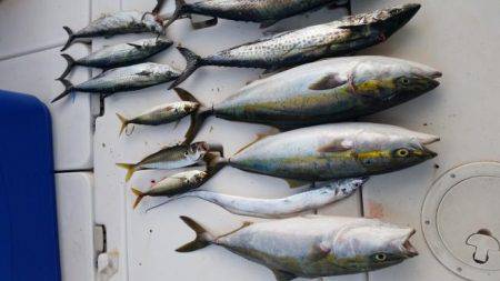 暁〜akatsuki〜 釣果