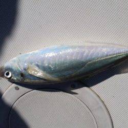 暁〜akatsuki〜 釣果