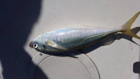 暁〜akatsuki〜 釣果