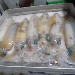 フィッシングボート空風（そらかぜ） 釣果