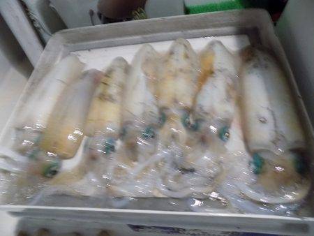 フィッシングボート空風（そらかぜ） 釣果