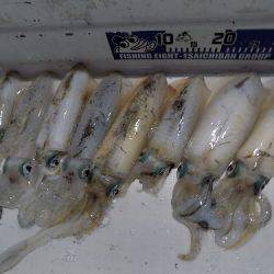 フィッシングボート空風（そらかぜ） 釣果