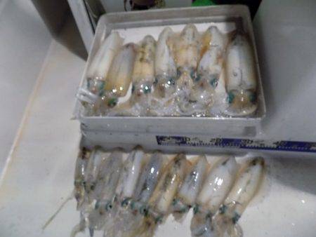 フィッシングボート空風（そらかぜ） 釣果