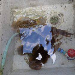 フィッシングボート空風(そらかぜ) 釣果