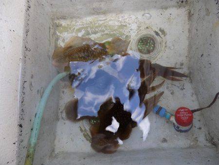 フィッシングボート空風(そらかぜ) 釣果