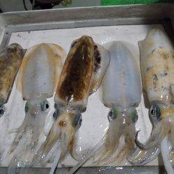 フィッシングボート空風(そらかぜ) 釣果