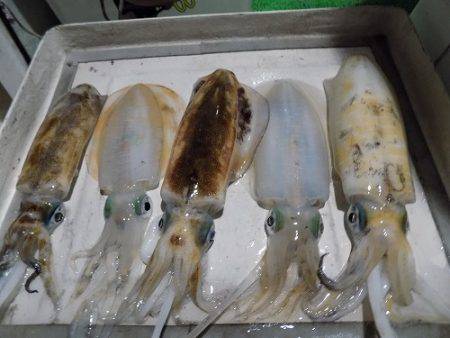 フィッシングボート空風(そらかぜ) 釣果