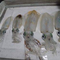 フィッシングボート空風(そらかぜ) 釣果