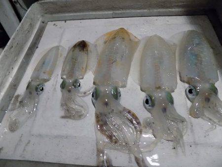 フィッシングボート空風(そらかぜ) 釣果