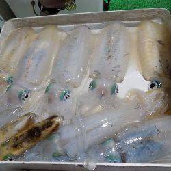 フィッシングボート空風(そらかぜ) 釣果