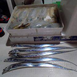 フィッシングボート空風(そらかぜ) 釣果