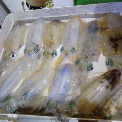 フィッシングボート空風(そらかぜ) 釣果