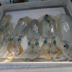 フィッシングボート空風(そらかぜ) 釣果