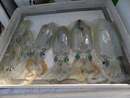 フィッシングボート空風(そらかぜ) 釣果