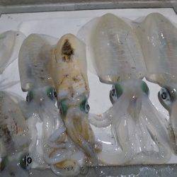 フィッシングボート空風(そらかぜ) 釣果