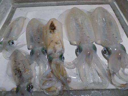 フィッシングボート空風(そらかぜ) 釣果