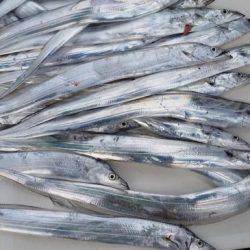 暁〜akatsuki〜 釣果