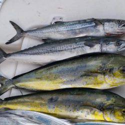 暁〜akatsuki〜 釣果