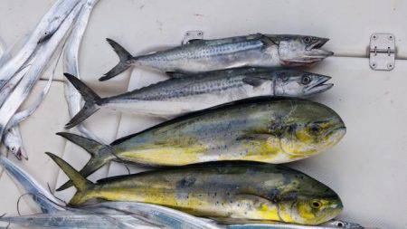 暁〜akatsuki〜 釣果