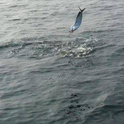 暁〜akatsuki〜 釣果