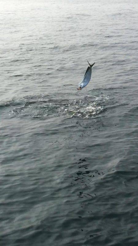 暁〜akatsuki〜 釣果