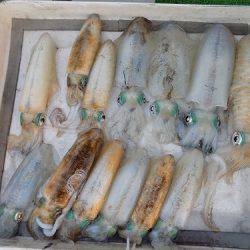 フィッシングボート空風(そらかぜ) 釣果