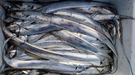 暁〜akatsuki〜 釣果