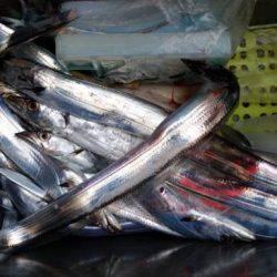 暁〜akatsuki〜 釣果