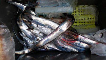 暁〜akatsuki〜 釣果