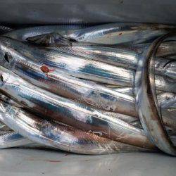 暁〜akatsuki〜 釣果