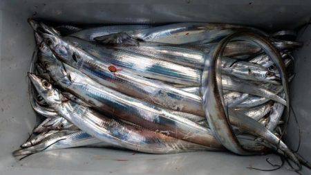 暁〜akatsuki〜 釣果