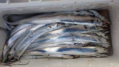 暁〜akatsuki〜 釣果