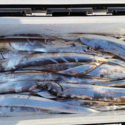 暁〜akatsuki〜 釣果