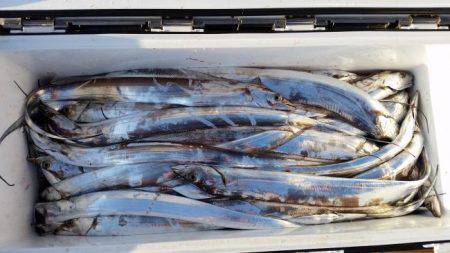 暁〜akatsuki〜 釣果