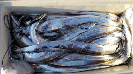 暁〜akatsuki〜 釣果