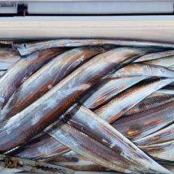 暁〜akatsuki〜 釣果