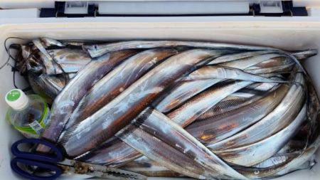 暁〜akatsuki〜 釣果