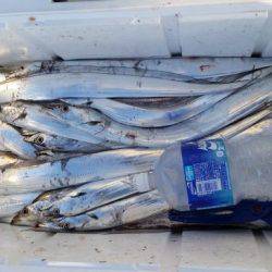 暁〜akatsuki〜 釣果