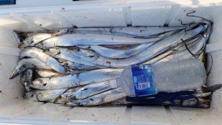 暁〜akatsuki〜 釣果