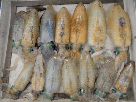 フィッシングボート空風（そらかぜ） 釣果