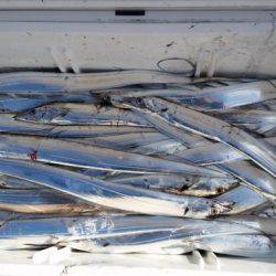 暁〜akatsuki〜 釣果