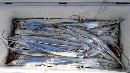 暁〜akatsuki〜 釣果