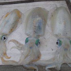 フィッシングボート空風(そらかぜ) 釣果