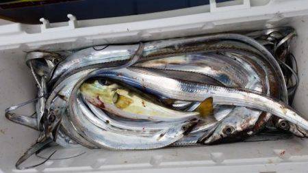 暁〜akatsuki〜 釣果