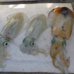 フィッシングボート空風(そらかぜ) 釣果