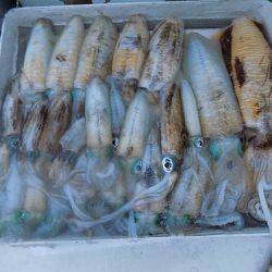 フィッシングボート空風(そらかぜ) 釣果