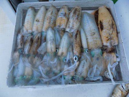 フィッシングボート空風(そらかぜ) 釣果