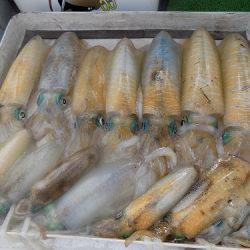 フィッシングボート空風(そらかぜ) 釣果