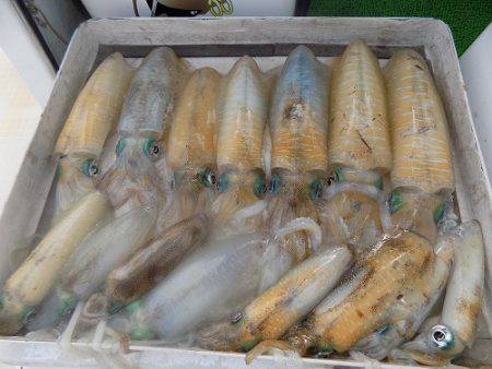 フィッシングボート空風（そらかぜ） 釣果